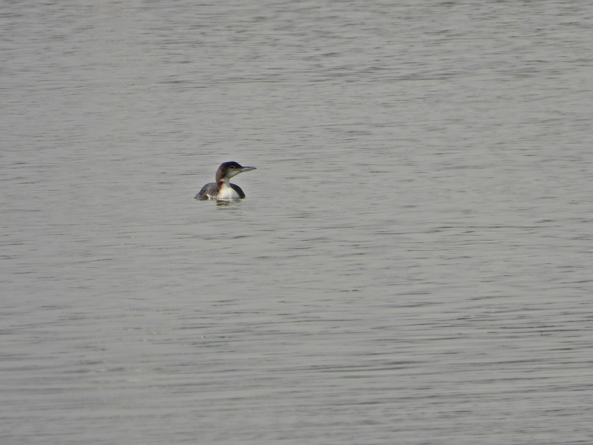 eBird Checklist - 28 Jan 2024 - Río Piedra y Flecha del Rompido PNat ...