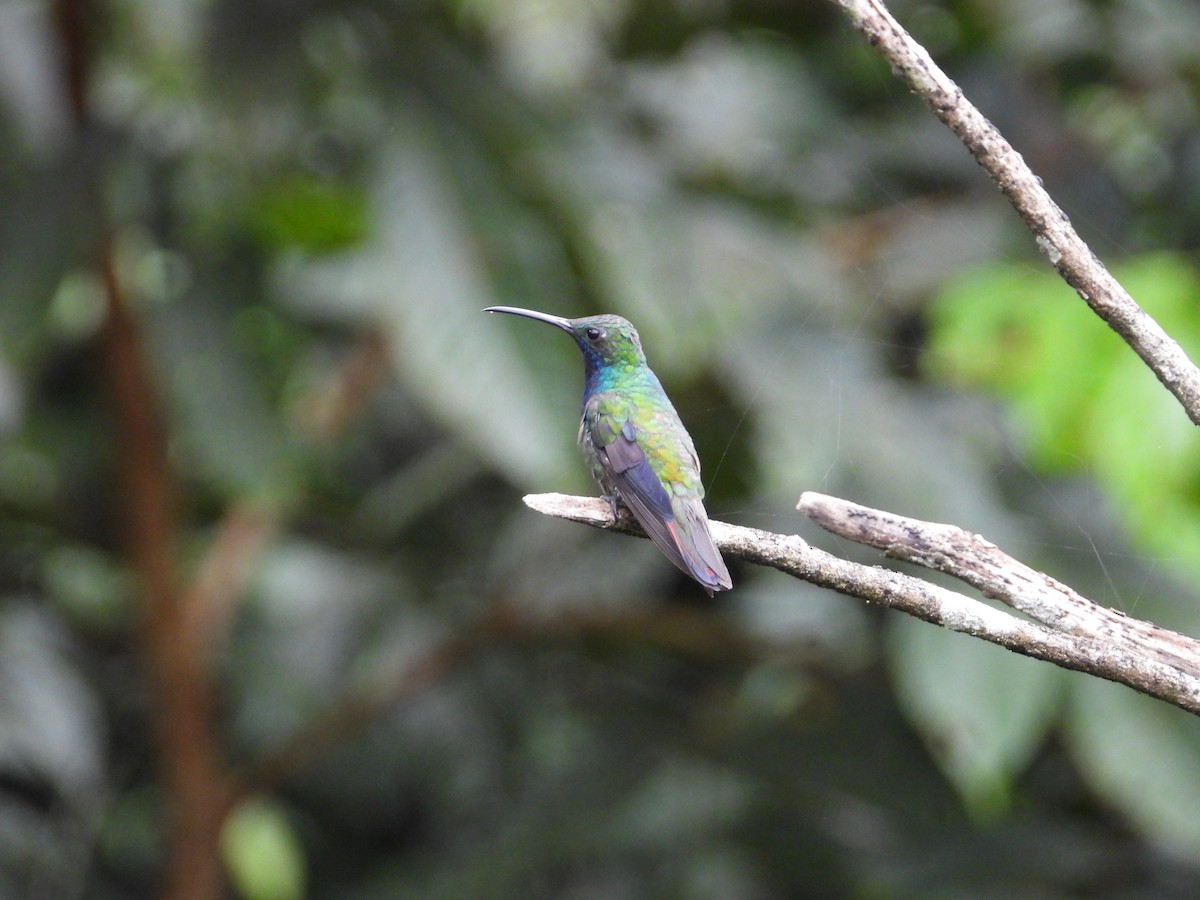 kolibřík tropický - ML614095628