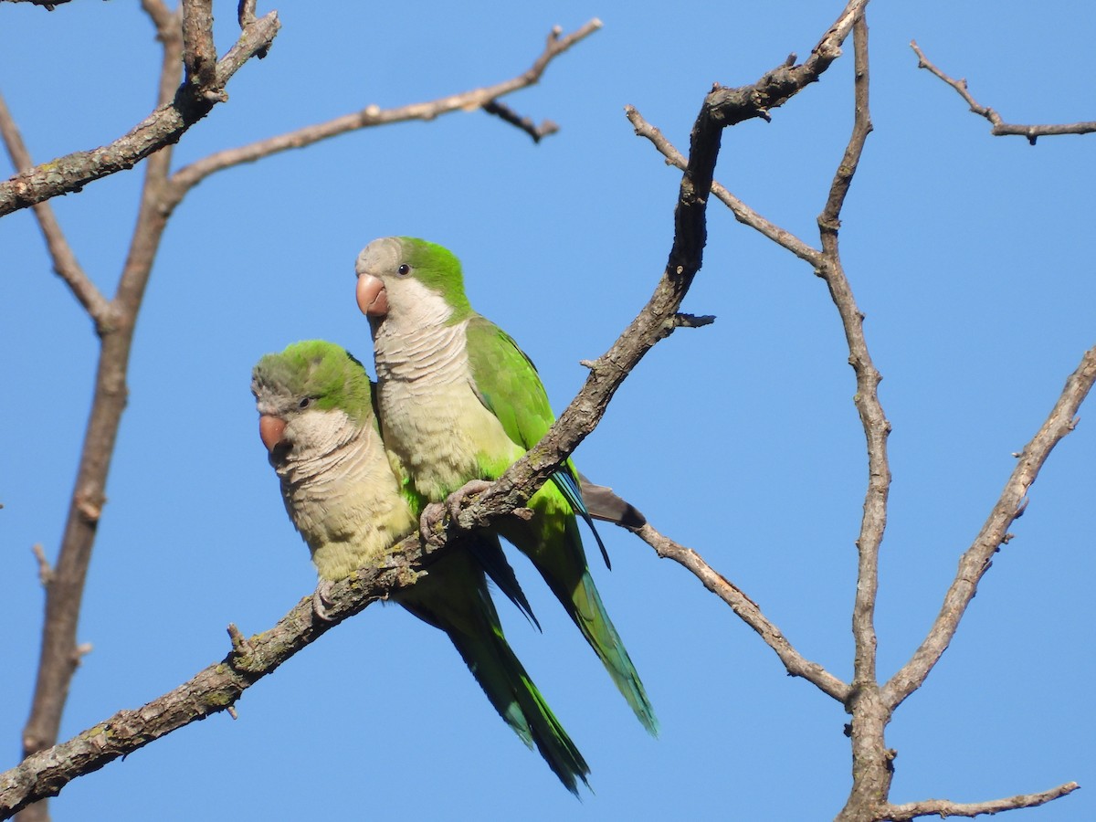 Monk Parakeet - Más Aves