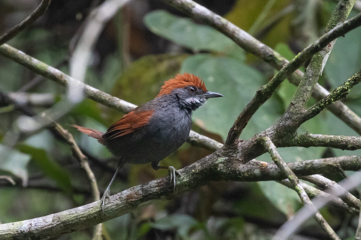 Pinto's Spinetail - ML614095857