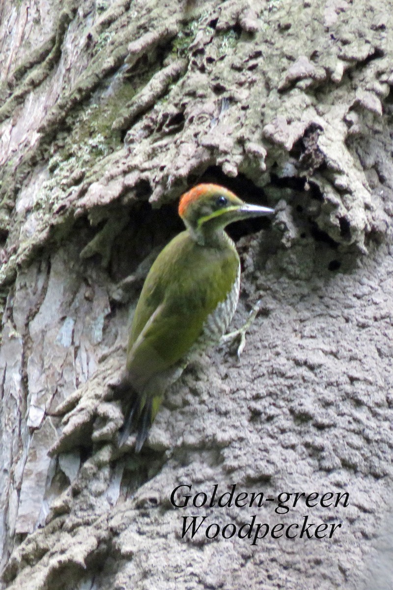 Golden-green Woodpecker - ML614095892