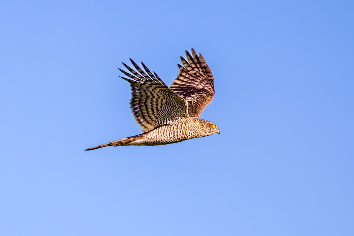 Eurasian Sparrowhawk - ML614095982