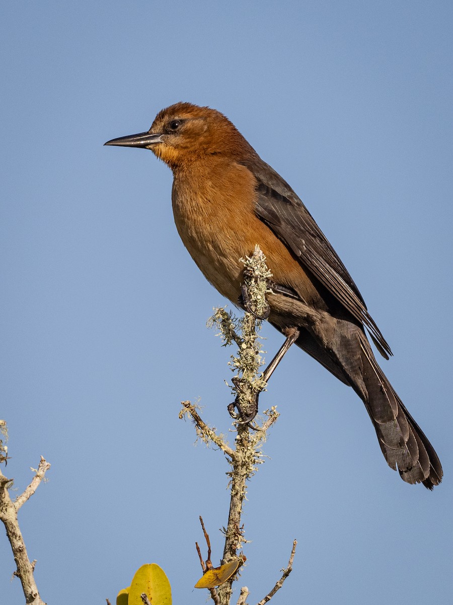 Boat-tailed Grackle - ML614096003