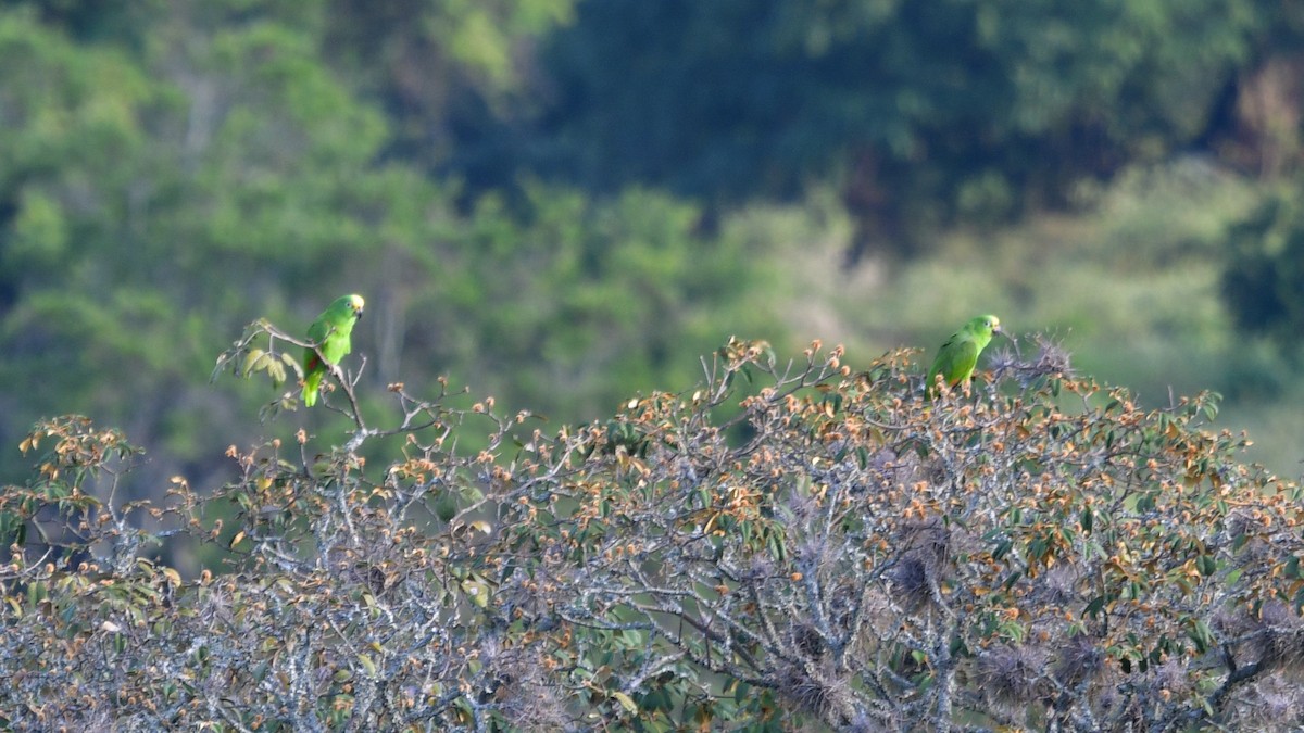 Yellow-crowned Parrot - ML614096103