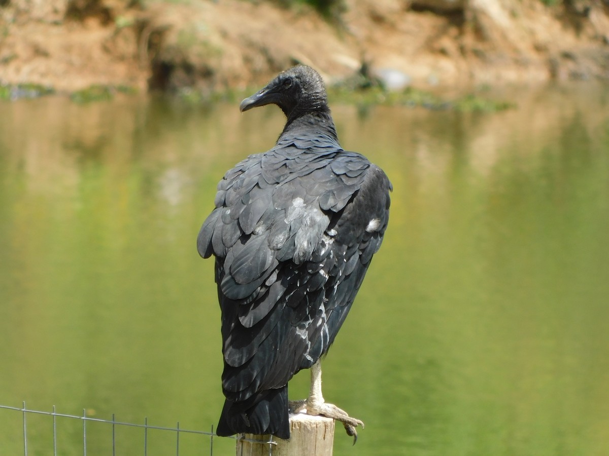 Black Vulture - ML614096371