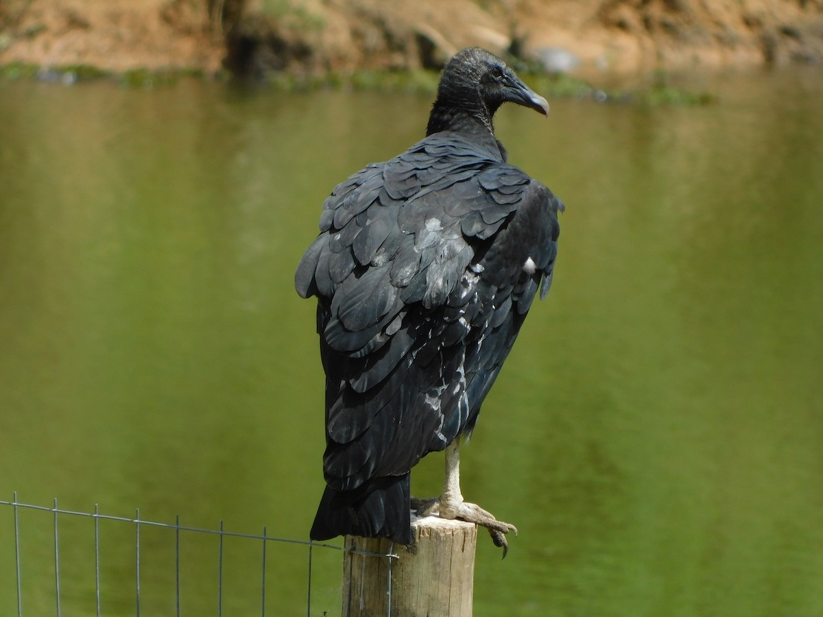 Black Vulture - Sebastián Gómez Barboza Silveira