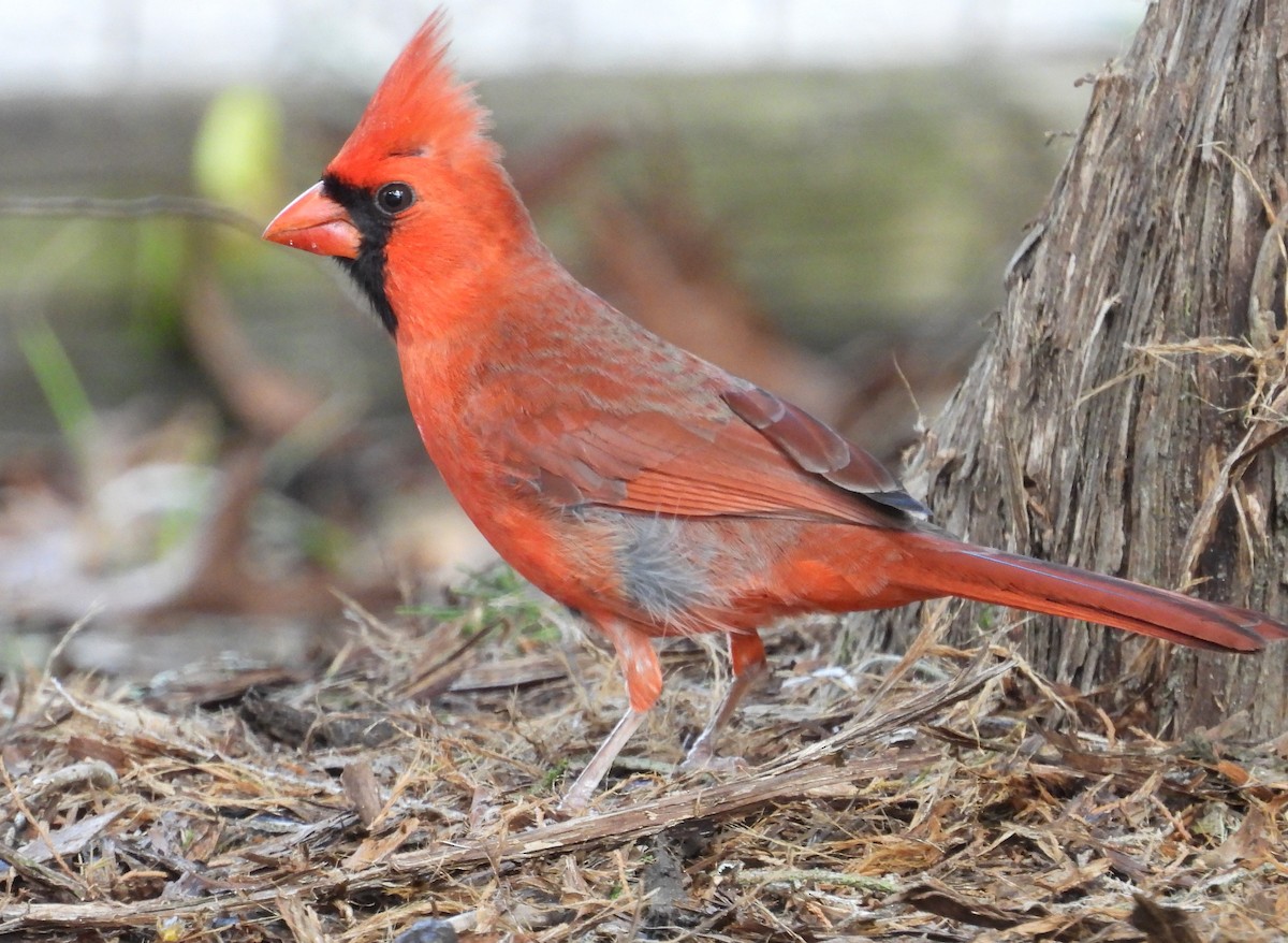 Cardinal rouge - ML614096588