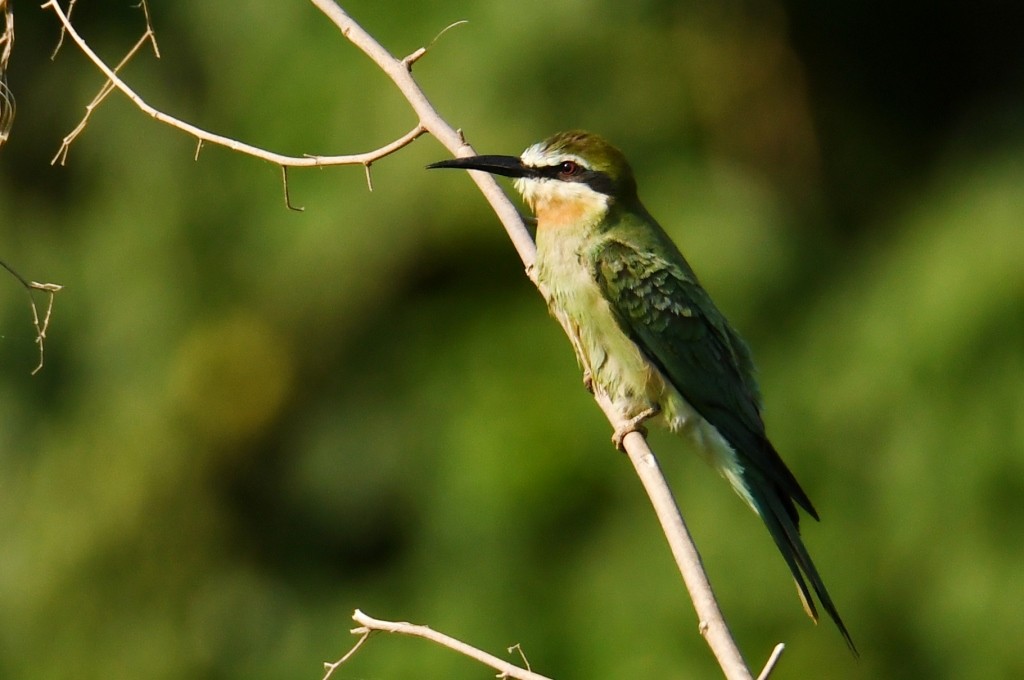 Madagascar Bee-eater - ML614096719