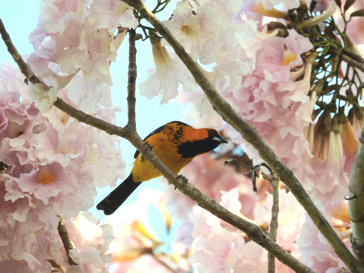 Spot-breasted Oriole - ML614096912