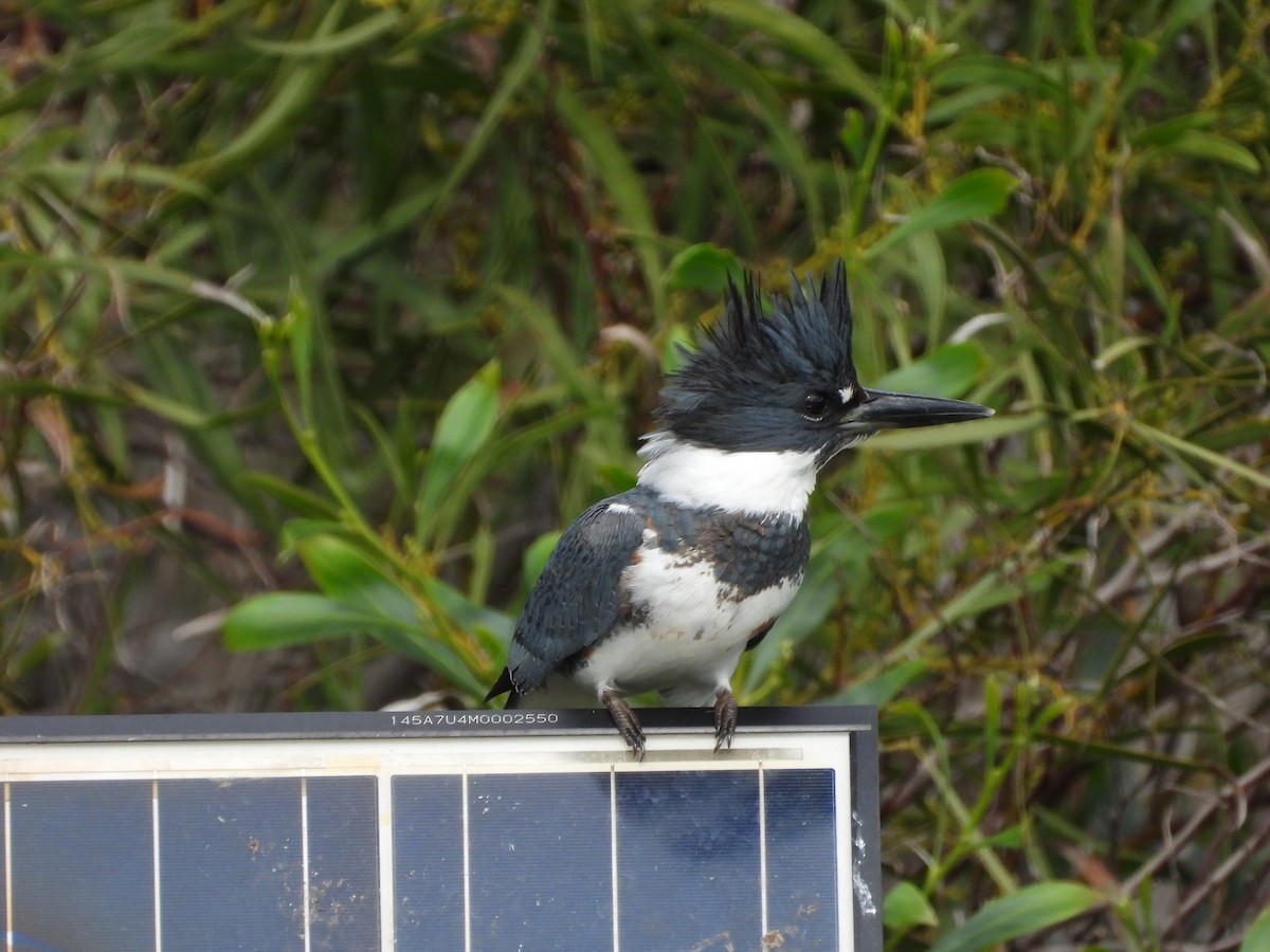 Belted Kingfisher - ML614096978