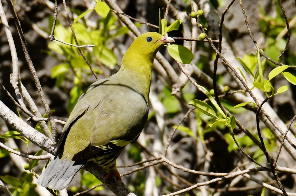 Madagascar Green-Pigeon - Johannes Pfleiderer