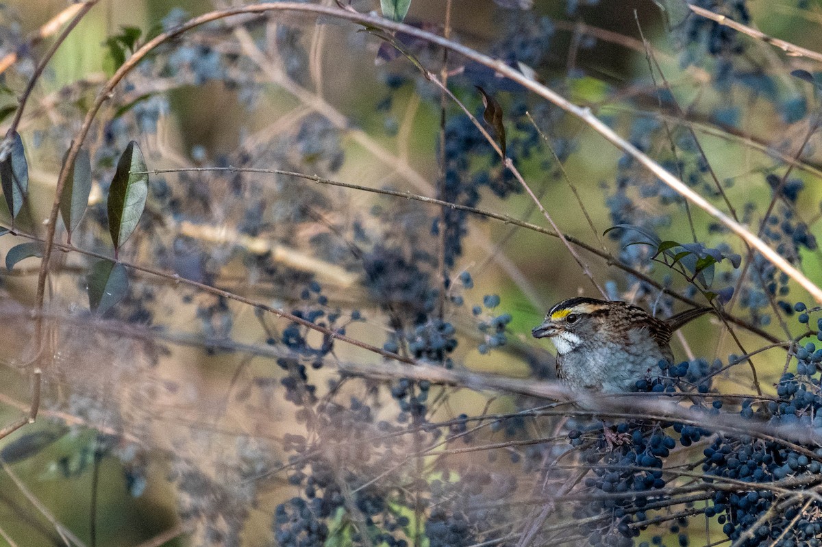 White-throated Sparrow - ML614097507
