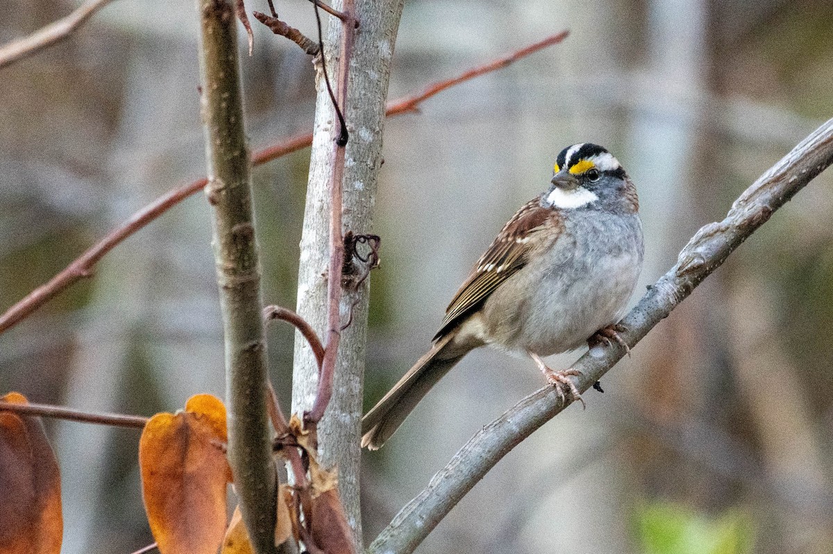 White-throated Sparrow - Johnny Wilson