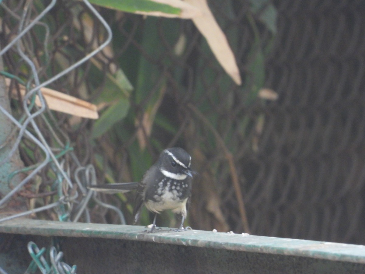 Spot-breasted Fantail - ML614097521