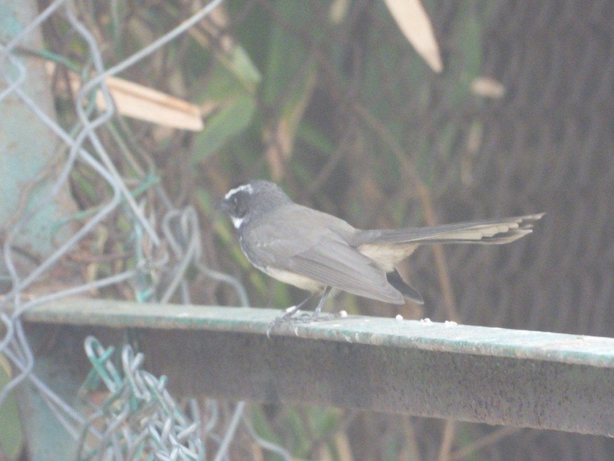 Spot-breasted Fantail - ML614097522