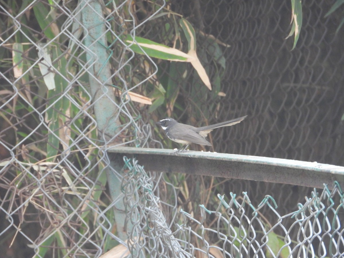 Spot-breasted Fantail - ML614097523