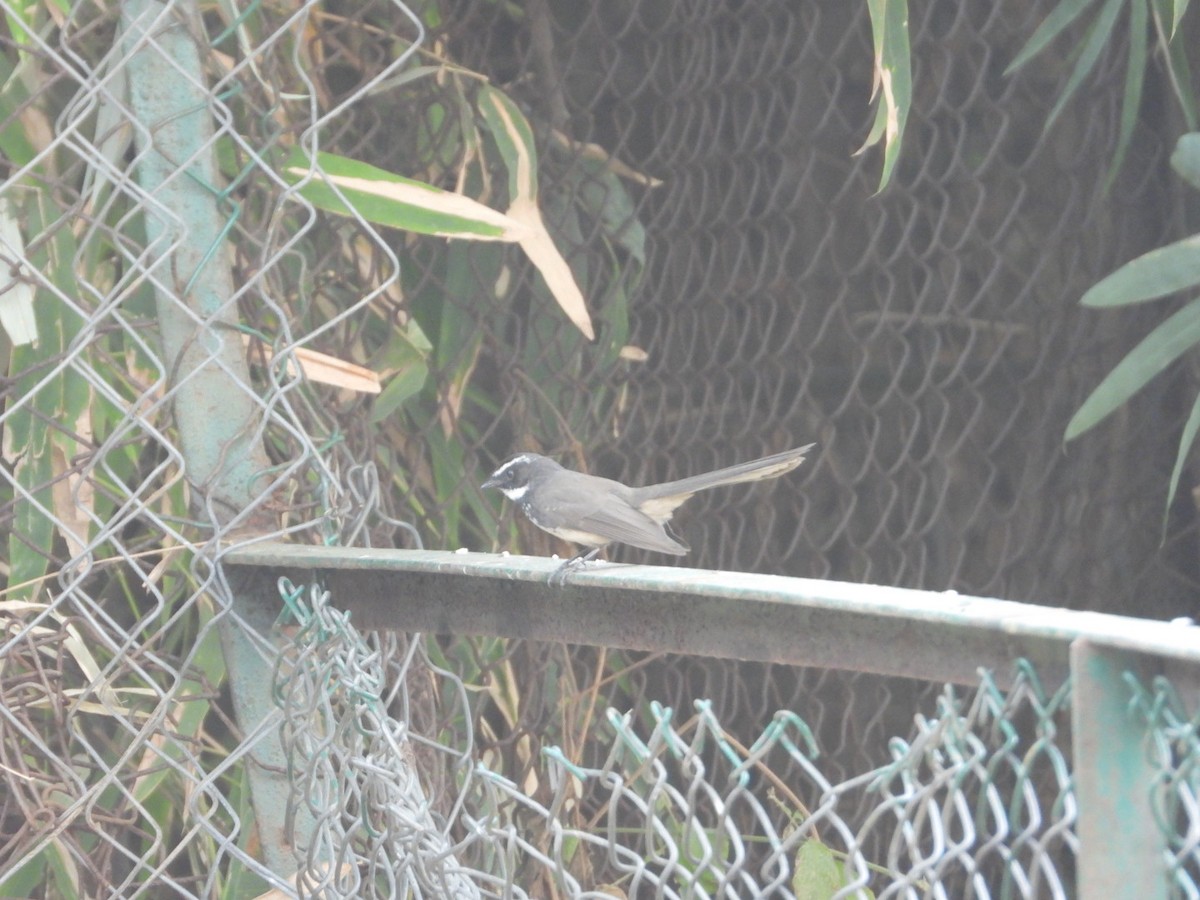Spot-breasted Fantail - ML614097525