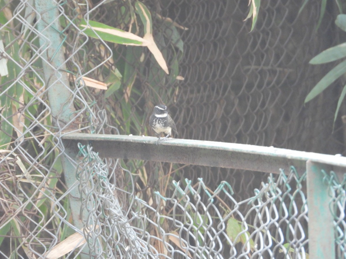 Spot-breasted Fantail - ML614097526