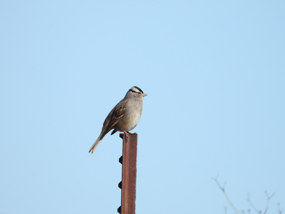 White-crowned Sparrow - ML614097572