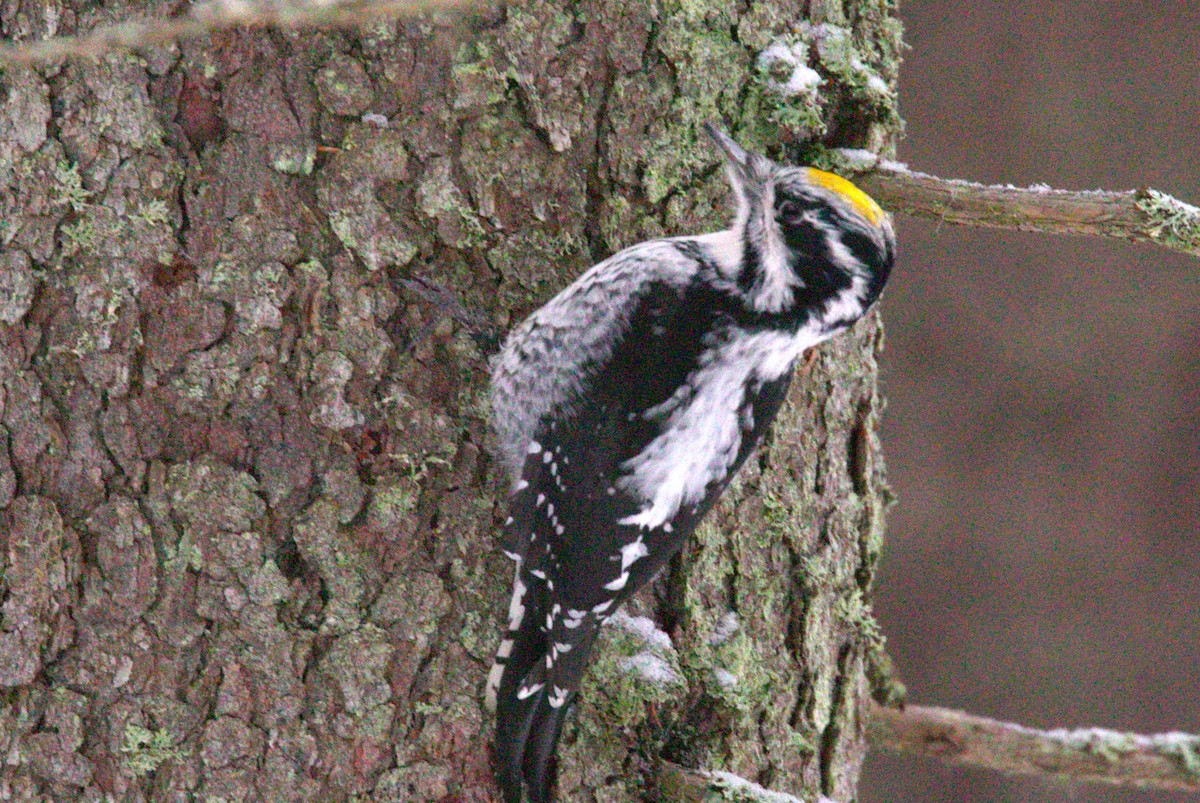 Eurasian Three-toed Woodpecker - Raino Kinnunen