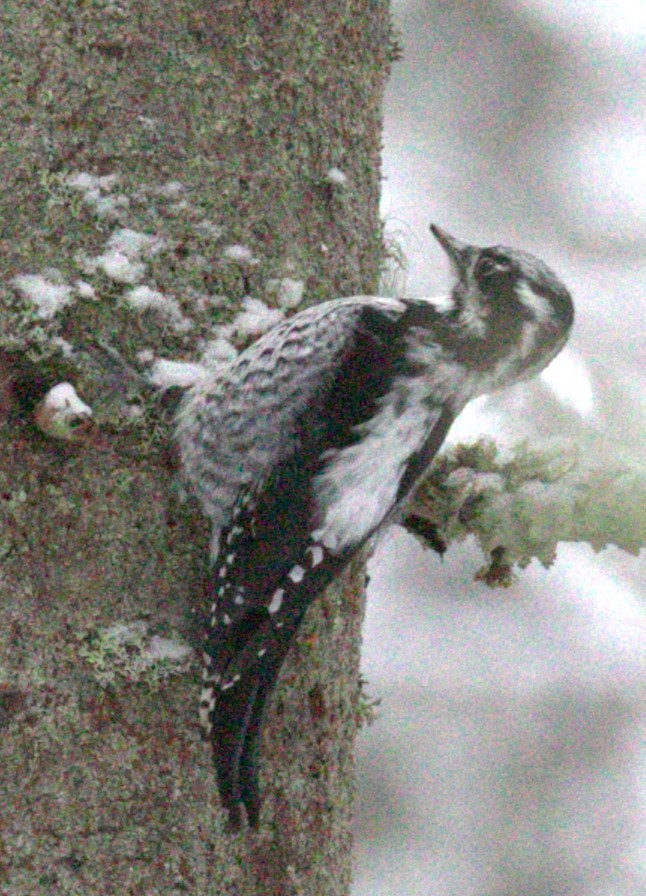 Eurasian Three-toed Woodpecker - ML614097663