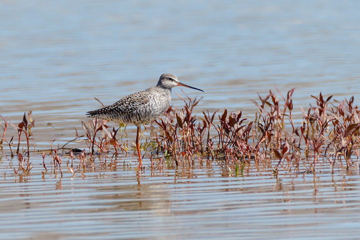 Spotted Redshank - ML614097850