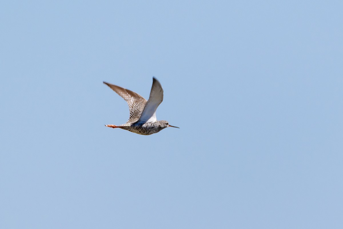 Spotted Redshank - ML614097851