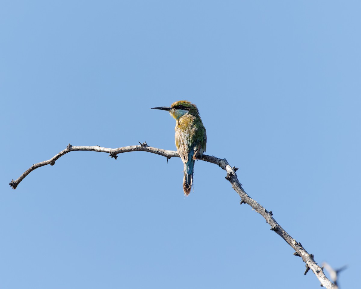 Swallow-tailed Bee-eater - ML614098000