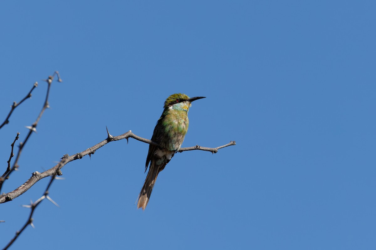 Swallow-tailed Bee-eater - ML614098088
