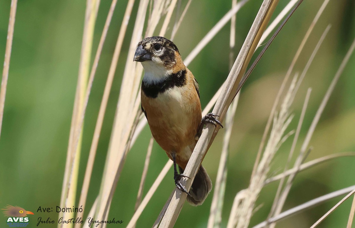 Rusty-collared Seedeater - ML614098182