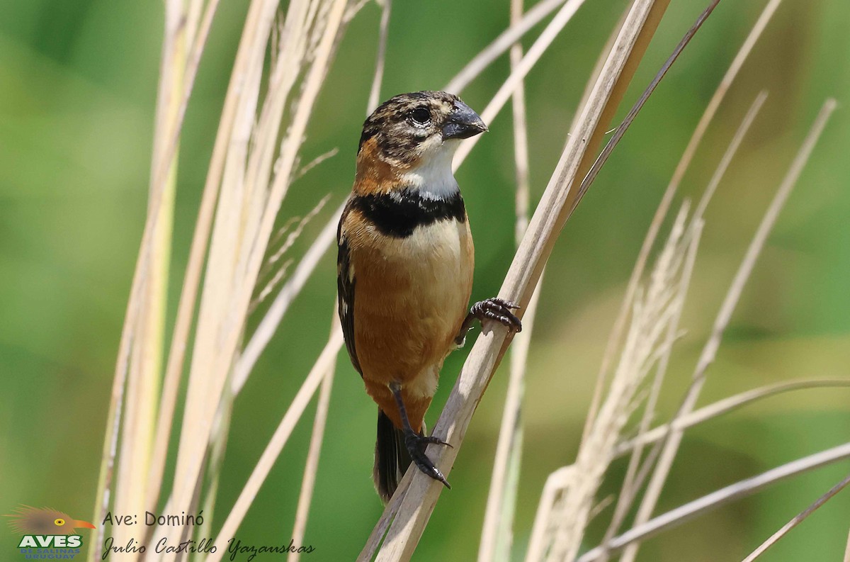 Rusty-collared Seedeater - ML614098183