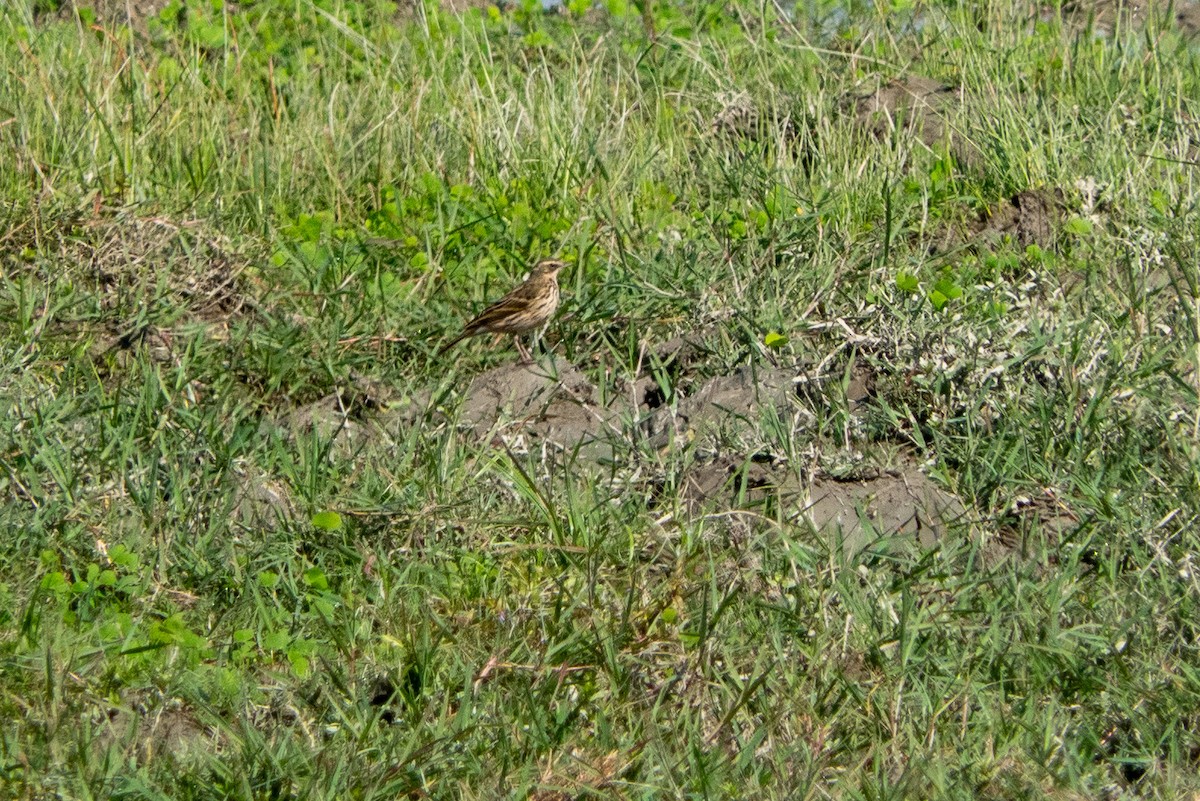 Rosy Pipit - ML614098289