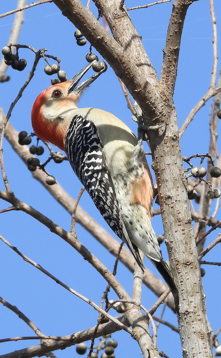 Red-bellied Woodpecker - ML614098422