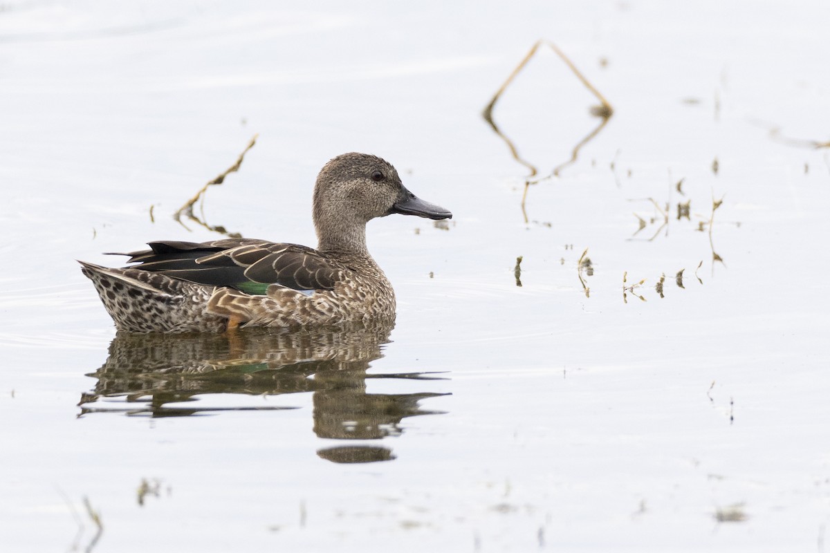 Blue-winged Teal - ML614098465