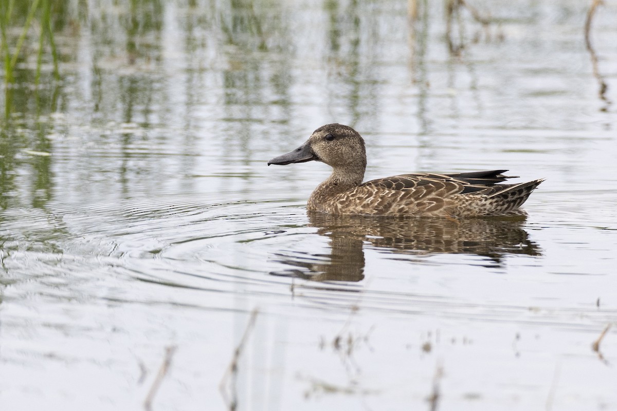 Blue-winged Teal - ML614098467