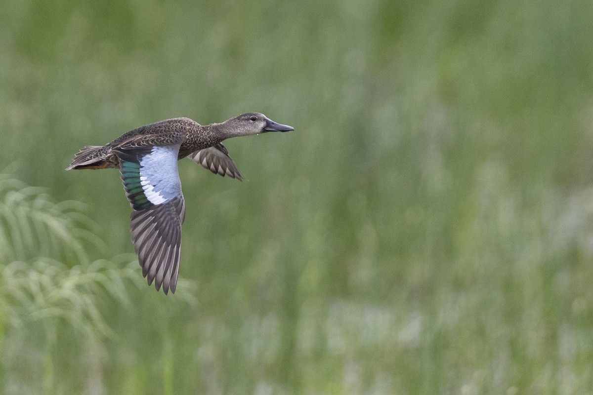Blue-winged Teal - ML614098469