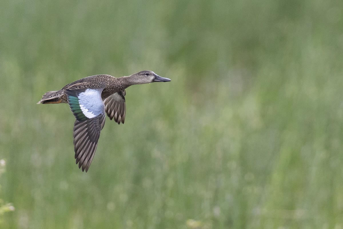 Blue-winged Teal - ML614098470