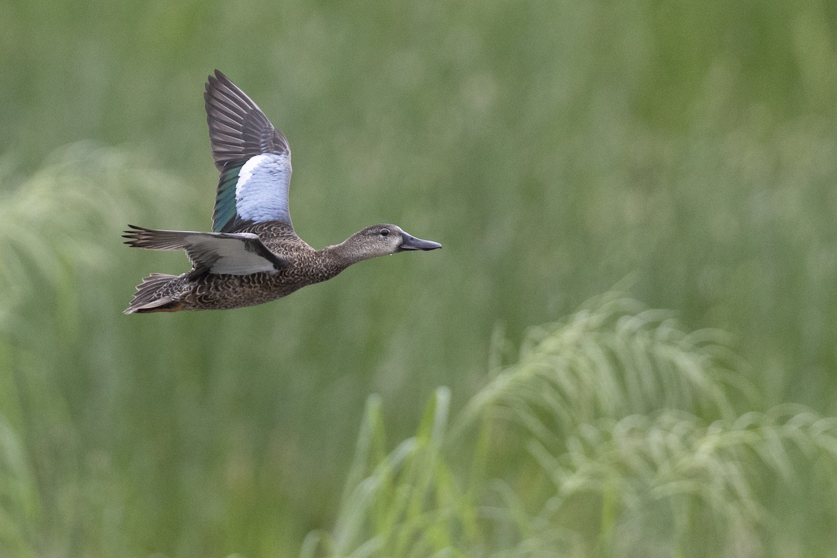 Blue-winged Teal - ML614098471