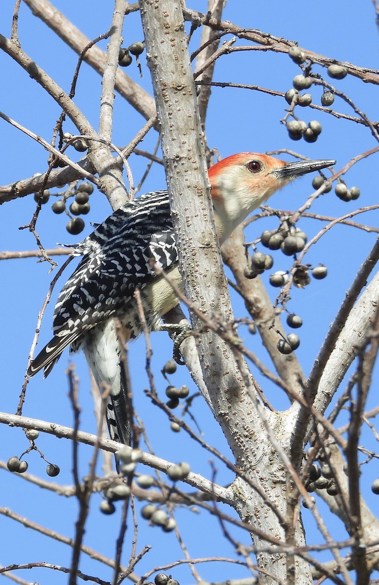 Red-bellied Woodpecker - ML614098483
