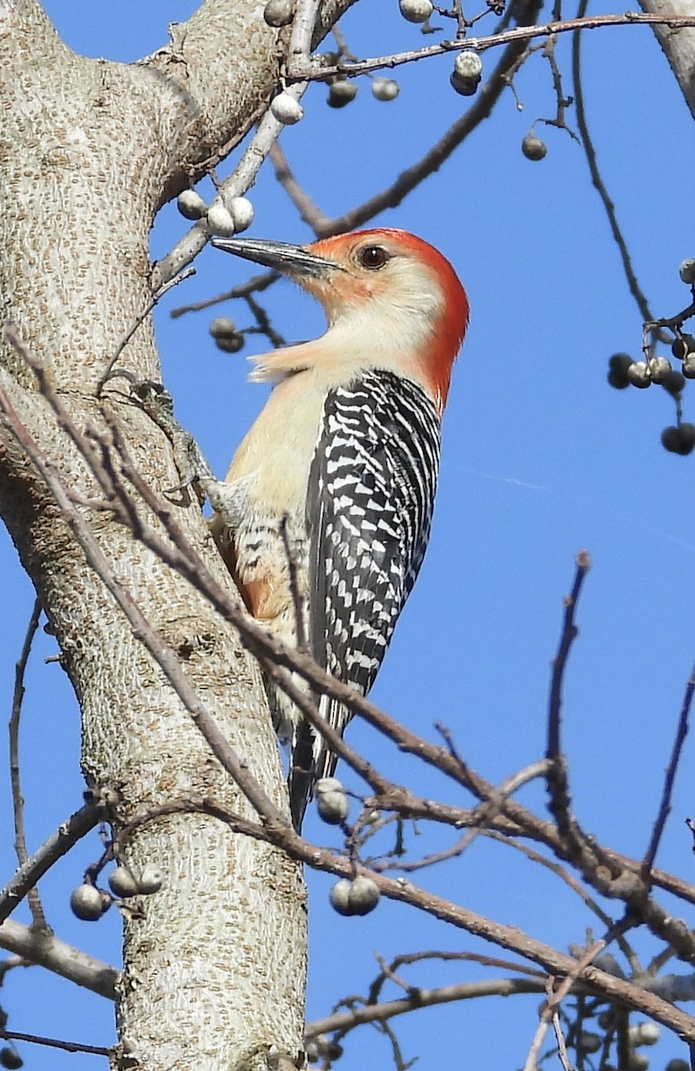 Red-bellied Woodpecker - ML614098556