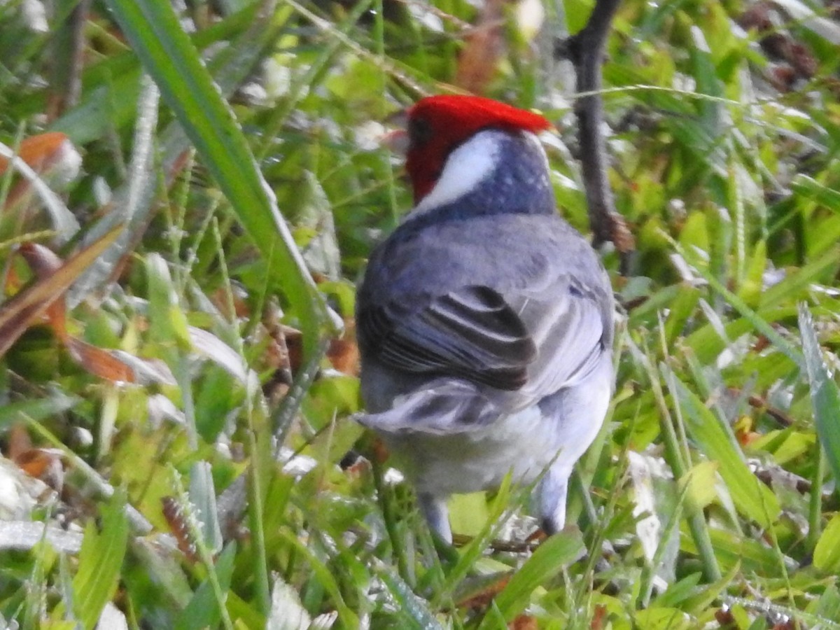Red-crested Cardinal - ML614098611