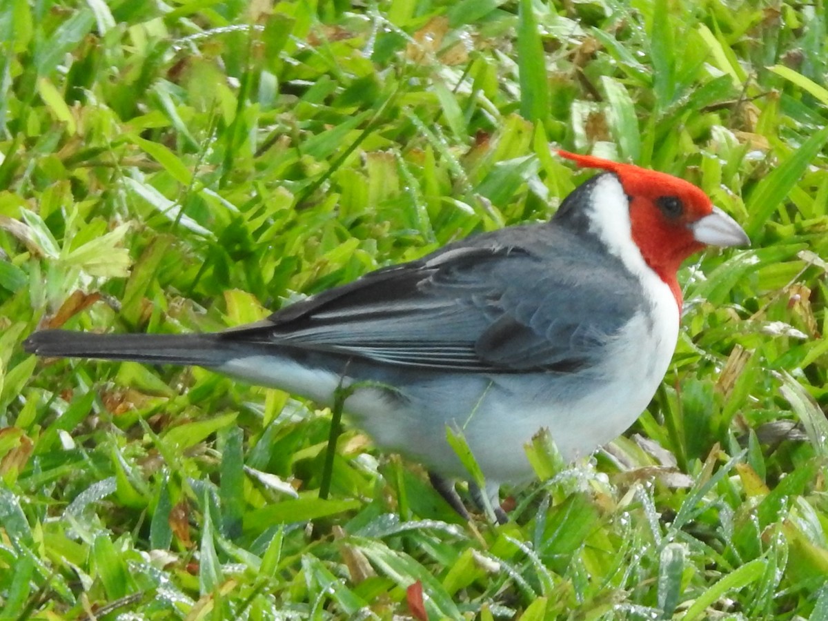 Red-crested Cardinal - ML614098612