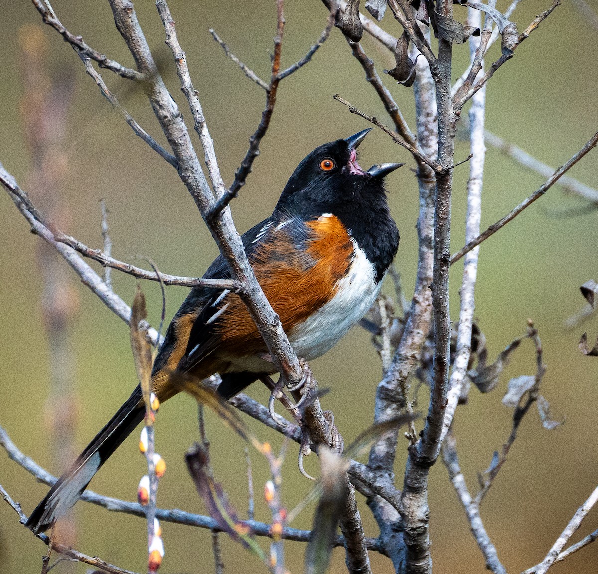 Spotted Towhee - ML614098711