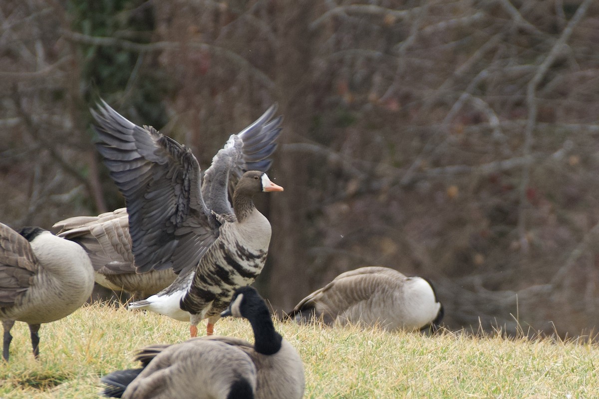 Greater White-fronted Goose - ML614098792