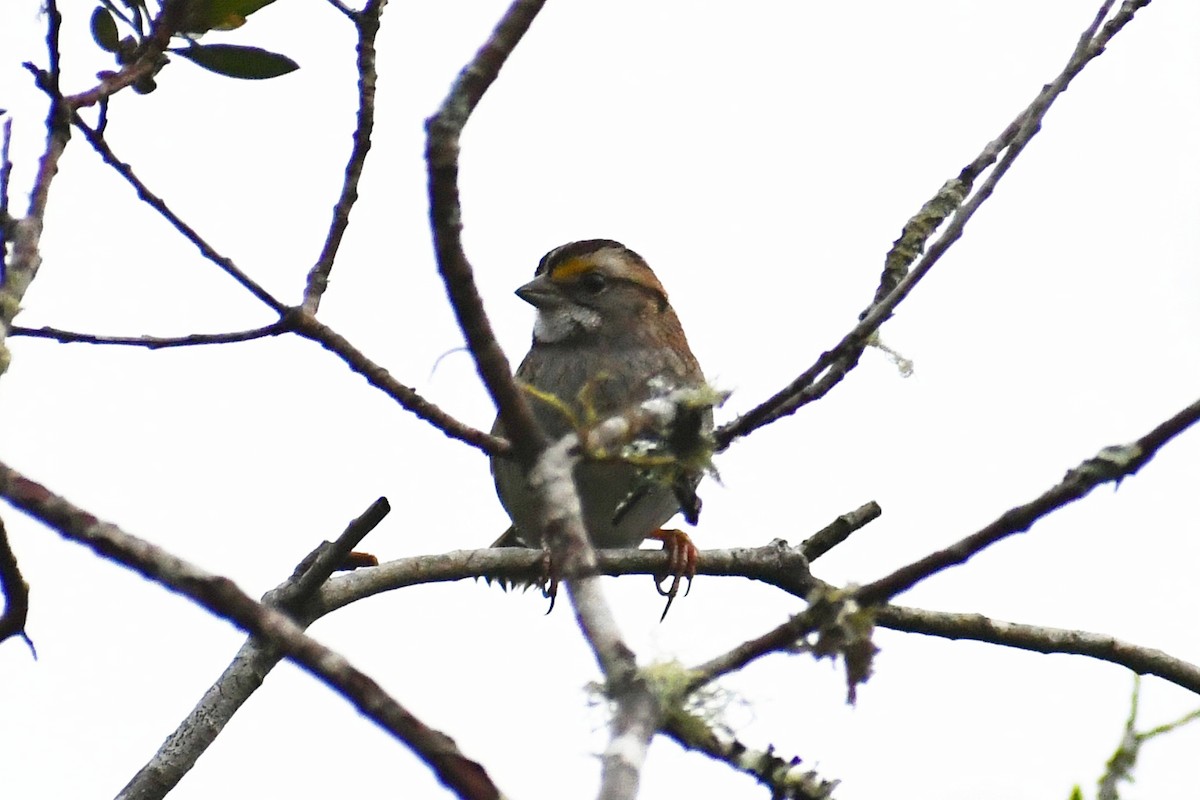White-throated Sparrow - ML614098825