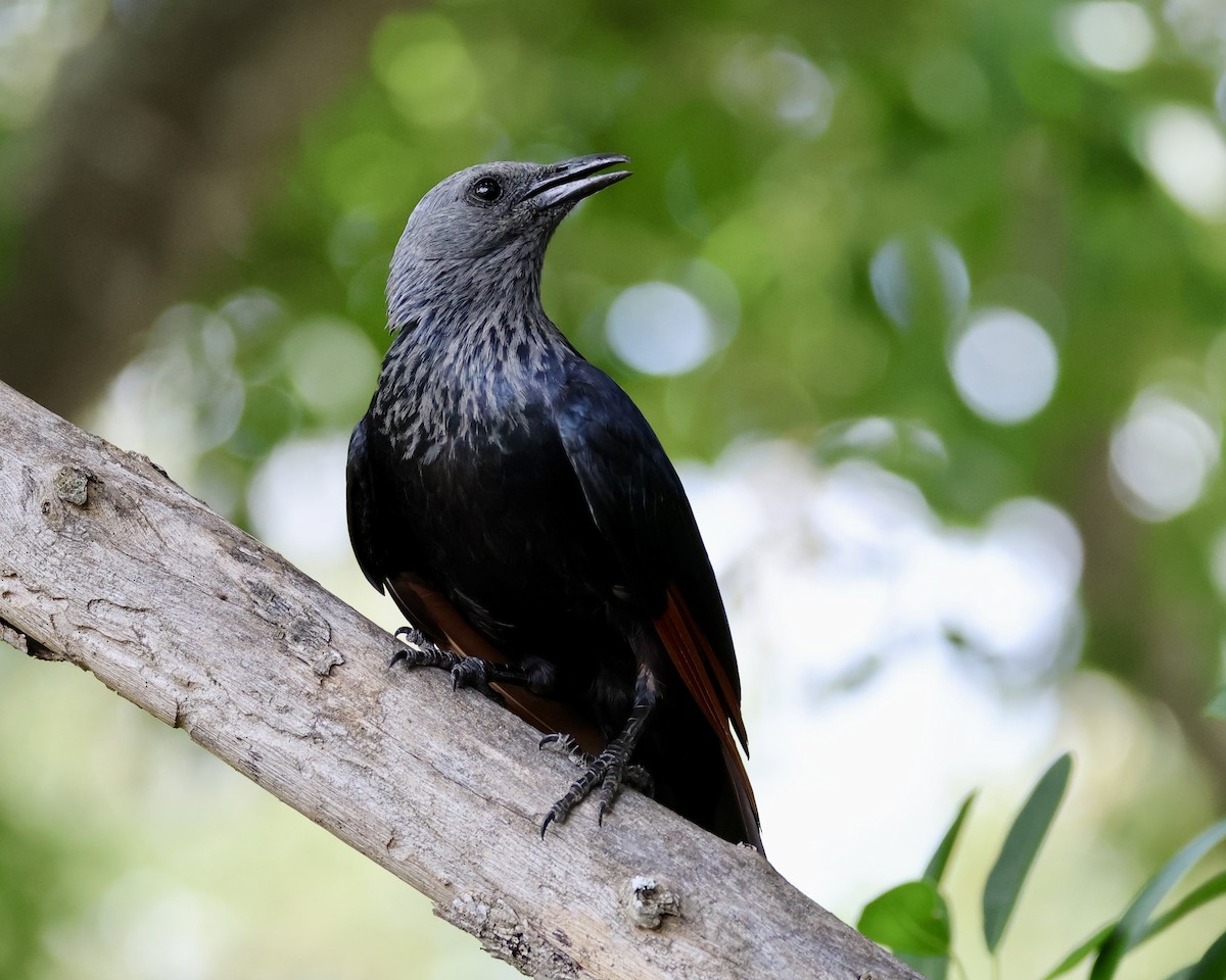 Red-winged Starling - ML614098834
