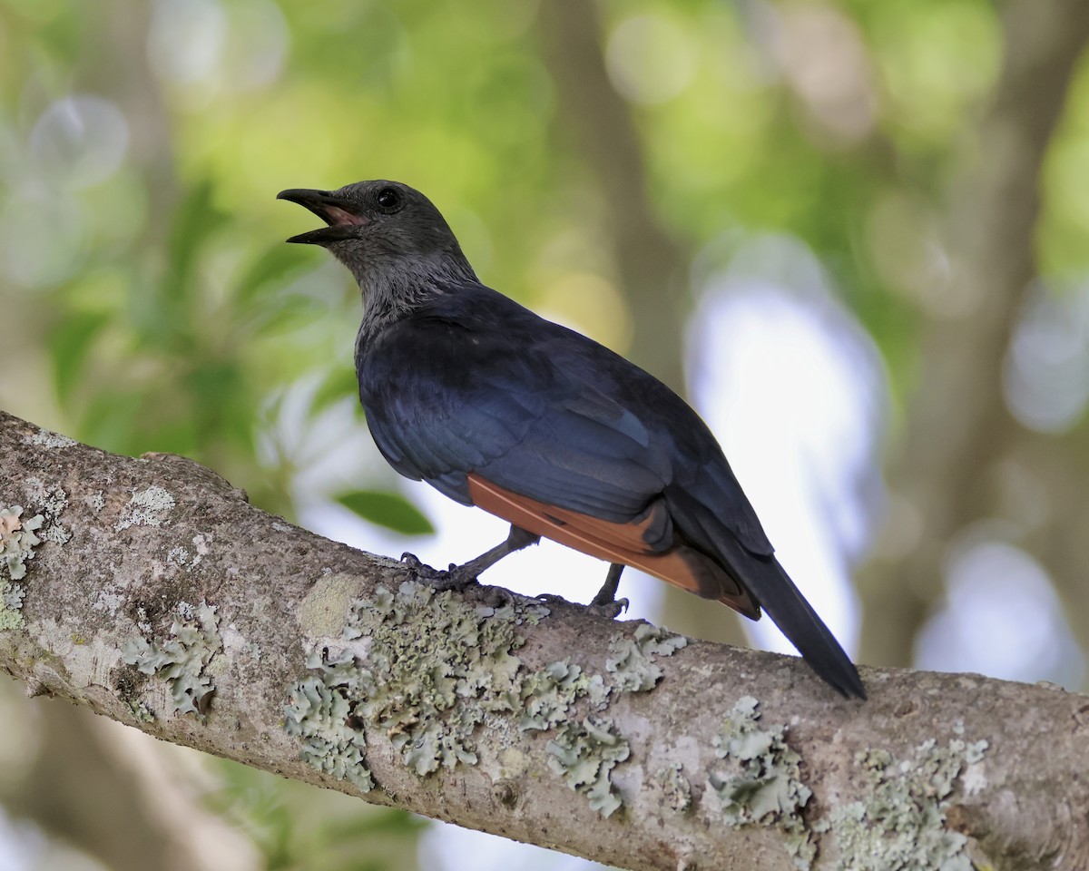 Red-winged Starling - ML614098935