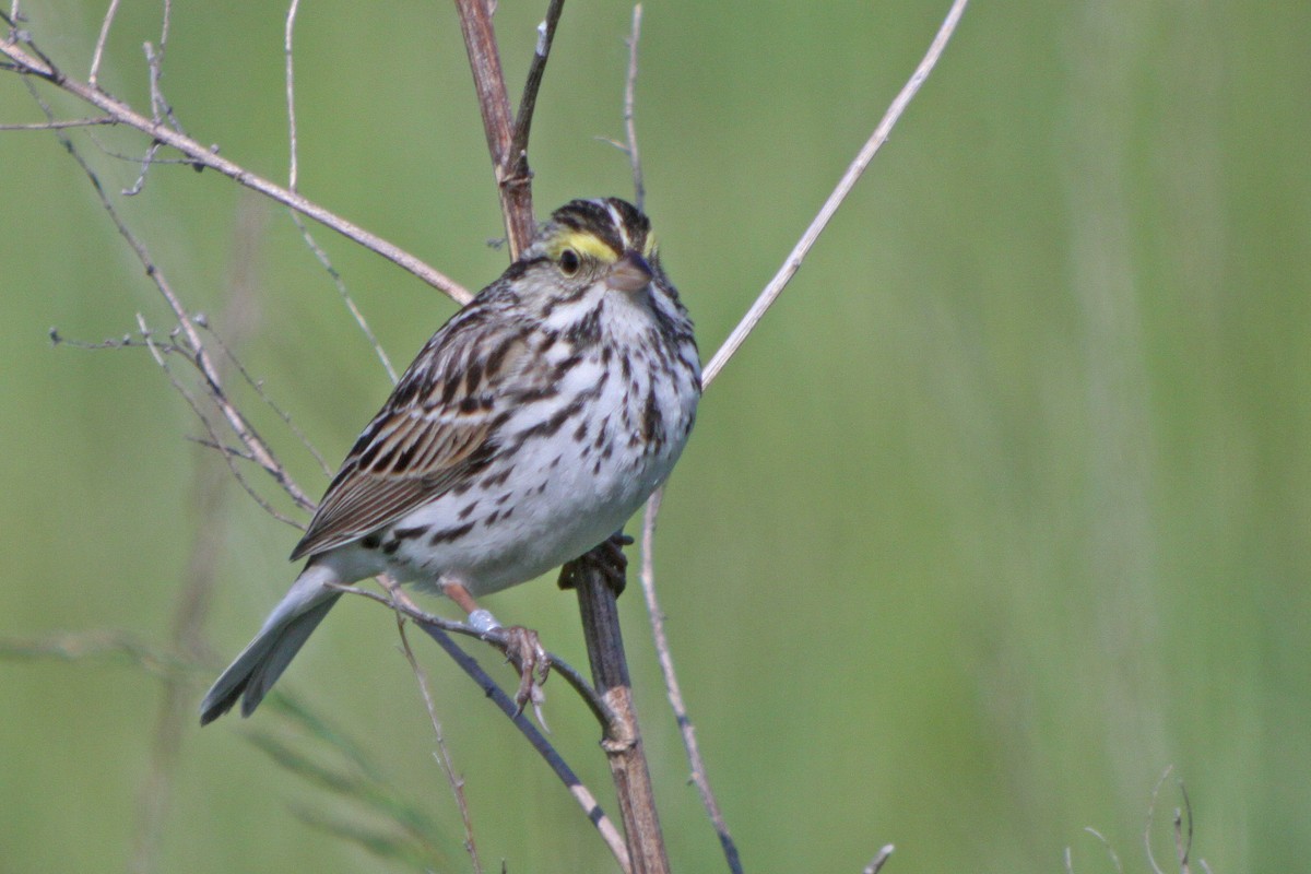 Savannah Sparrow - ML614098948