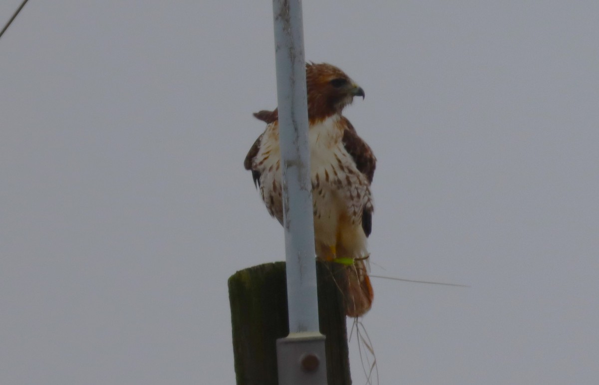 Red-tailed Hawk - ML614099314
