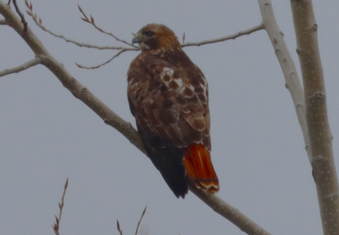Red-tailed Hawk - ML614099315